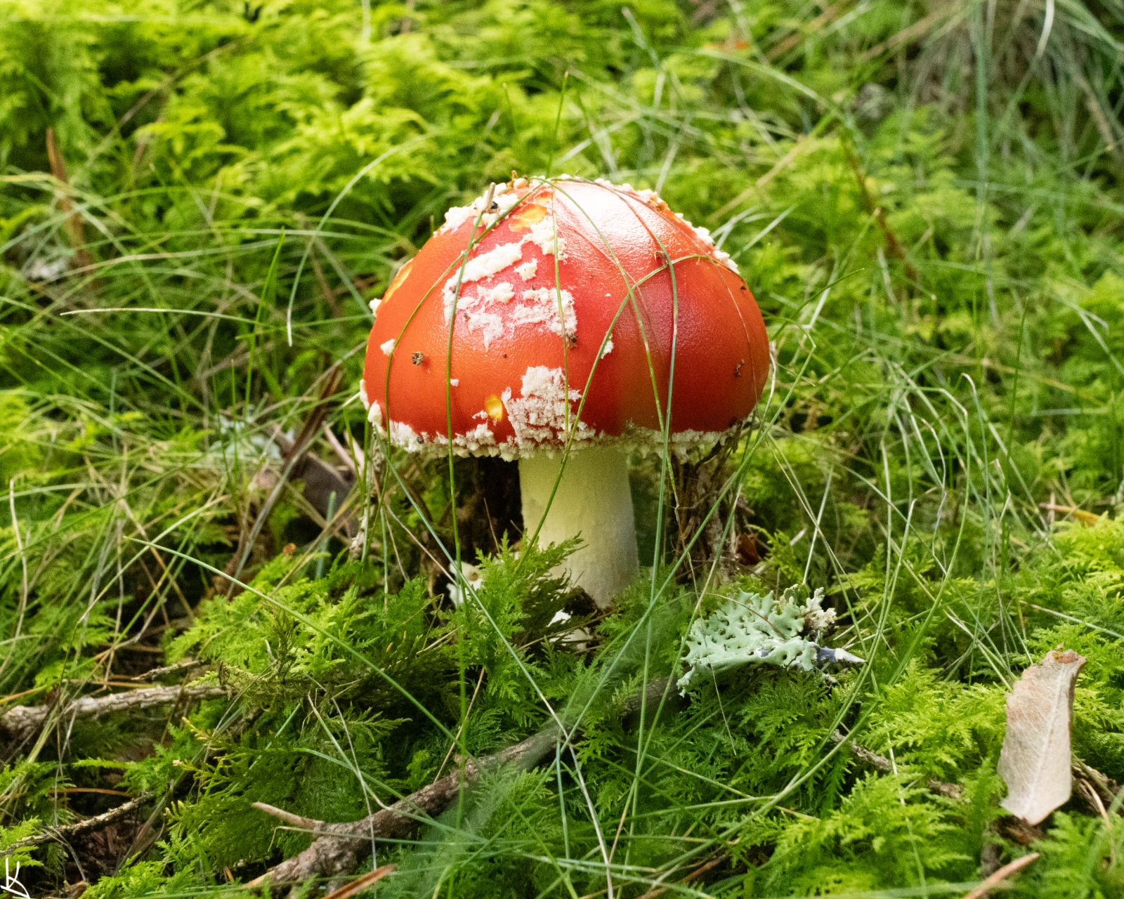 Forêt de la montagne des Fraux